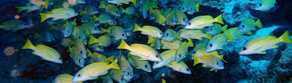 04年第10回キャッチコピーコンテスト ドラえもん